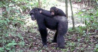 The adult male chimpanzee Freddy carries his adopted son Victor on his back