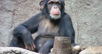 Chimps have demonstrated compassion and altruistic behavior, which makes them only the second species ever to do that