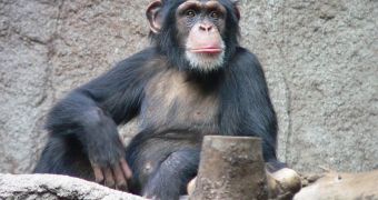 Chimps are more rational than originally thought