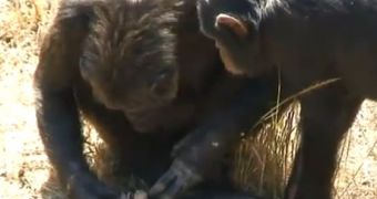 Mother chimp learns about her infant's death.