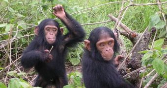 Chimps appear to share our preferences for firm, comfortable beds