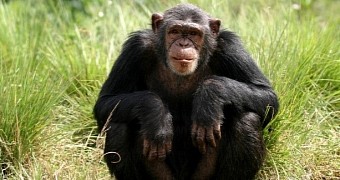 Chimps like getting drunk, study finds