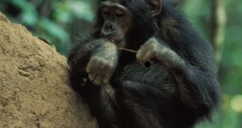 Chimp eating fished termites