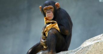 Chimps take personality into account when choosing friends, researchers say