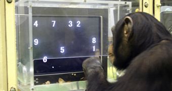 Solving puzzles makes chimps happy, study says