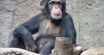 Chimps have  abasic grasp of physics liquids