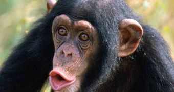 Researchers find apes can remember things that happened many years back