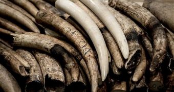 China will destroy ivory stockpile on January 6, 2014