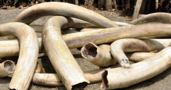 China has destroyed over 6 tons of illegal ivory