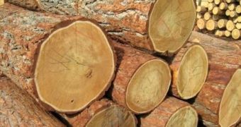 China now argued to be the world's largest consumer of illegal timber