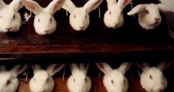 China moves to put an end to the cruel practice of testing cosmetics on animals