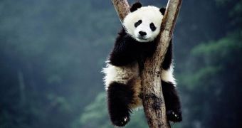 China's Quake Scared Pandas So Badly They're Refusing to Climb Down Their Trees