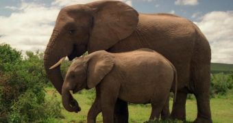 China is willing to invest in keeping Africa's elephants safe from poachers
