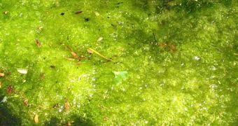 An algae pond