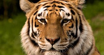 Green group says the Chinese government is actually encouraging the illegal trade in tiger parts