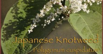 Polygonum cuspidatum also known as Japanese Knotweed, or fleeceflower, contains emodin