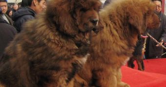 Tibetan Mastiffs are increasingly popular with China’s nouveaux riche