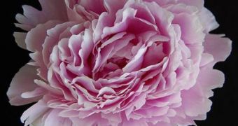 The common peony is part of this ancient miraculous treatment