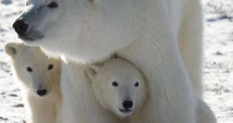 500 polar bears are hunted down and killed for fun every year in Canada