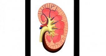 Kidney on an iPad's screen