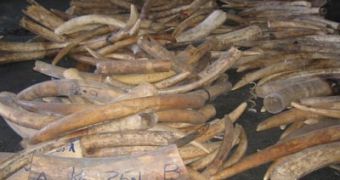A 2.5 tons seizure of ivory in Taiwan, July 2006