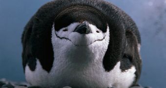 Chinstrap Penguin Population Is Down by 50%, Study Says