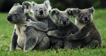 Koalas might soon become extinct in several parts of Australia