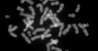 Human chromosomes employ actin to move about in the cell nucleus, at very high speeds