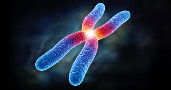 Researchers claim chromosomes are rarely X-shaped