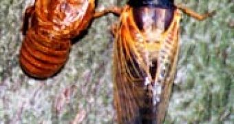 Cicadas: female (left) and male (right)