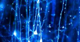 Scientists manage to replicate neurons' abilities to adapt and evolve while performing complex calculations
