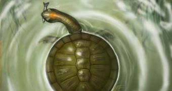 This is a reconstruction of Puentemys mushaisaensis, the turtle with the world's roundest shell