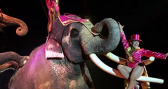 Circus fined for animal cruelty