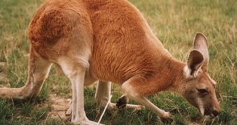 low level of hygiene, poor diet and high level of stress affect the lives of kangaroos used in cruel boxing shows
