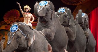 Elephant shot in April 2013 to once again perform for Ringling Brothers and Barnum & Baily Circus