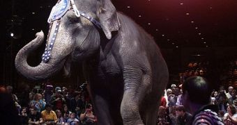 Circus elephant is hit by bullet in drive-by shoothing