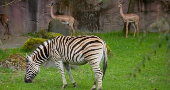 Citation, US's Oldest Zebra, Dies at Oregon Zoo