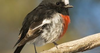 Bird watchers and ornithologists collaborate in keeping an eye on birds and ecosystems