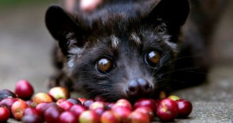 Drinking kopi luwak harms the wild civet population, conservationist says