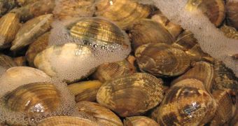 Clams can produce a small electrical curent