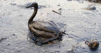 US Coast Guard says cleanup after the 2010 oil spill in the Gulf of Mexico is far from over