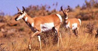 A photo showing Pronghorn antelopes in the wild