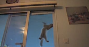 The cat climbs the glass door as easily as it would climb a tree or a fence