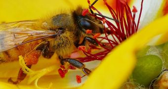 Bee pollination rates have declined in Canada over the last few years