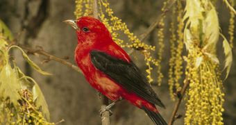 Songbirds in the US are gradually becoming smaller due to climate change, a new study proposes