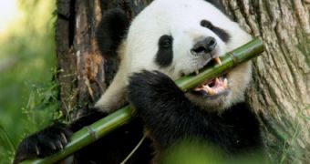 Climate change threatens to destroy bamboo forests, leave panda bears without their main source of nutrients
