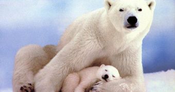 The polar bears in western Hudson Bay are left hungry by climate change and global warming