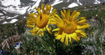 Climate Change Found to Upset Alpine Vegetation