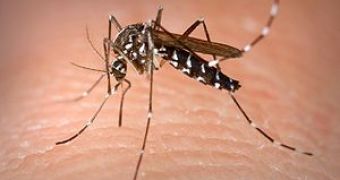 Global warming will up the global mosquito population, lead to more cases of malaria and dengue fever