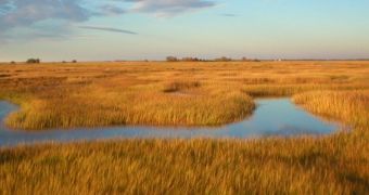 Salt marsh "dissected" by a tidal creek at NSF's Plum Island Ecosystems LTER site in Massachusetts.